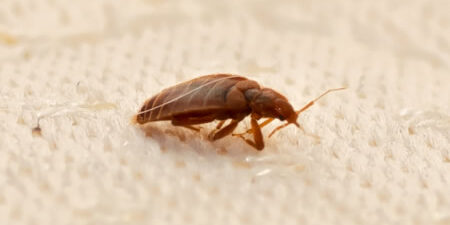 bed-bugs2