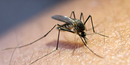 mosquito mosquito