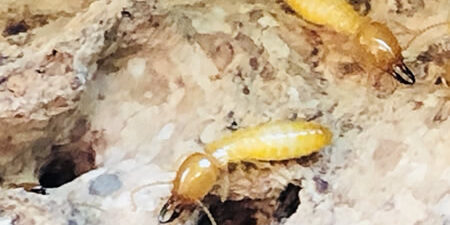 termites